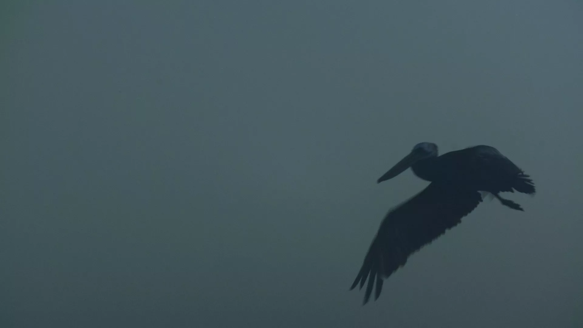 Festival Visions du Réel: “El coloquio de los pájaros” (2026), de Sofía Velázquez